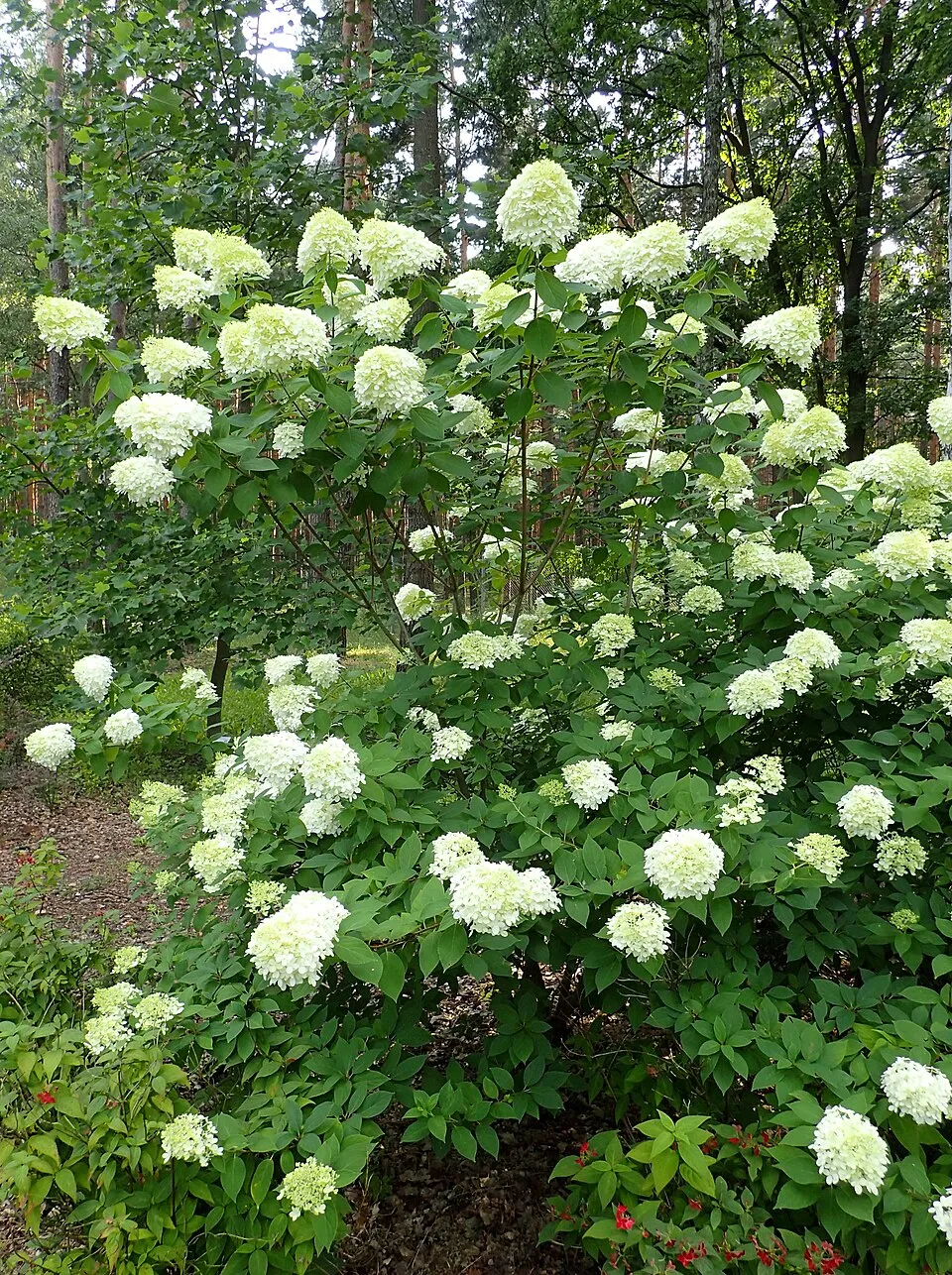 Lime színű bugás hortenzia / Hydrangea paniculata 'Limelight' ®