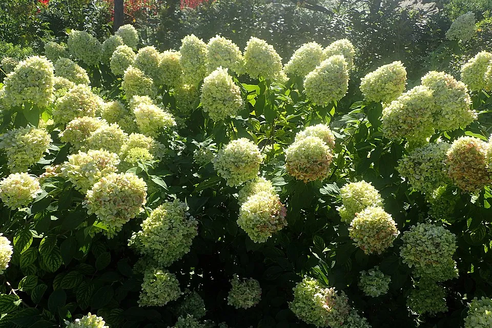 Lime színű bugás hortenzia / Hydrangea paniculata 'Limelight' ®