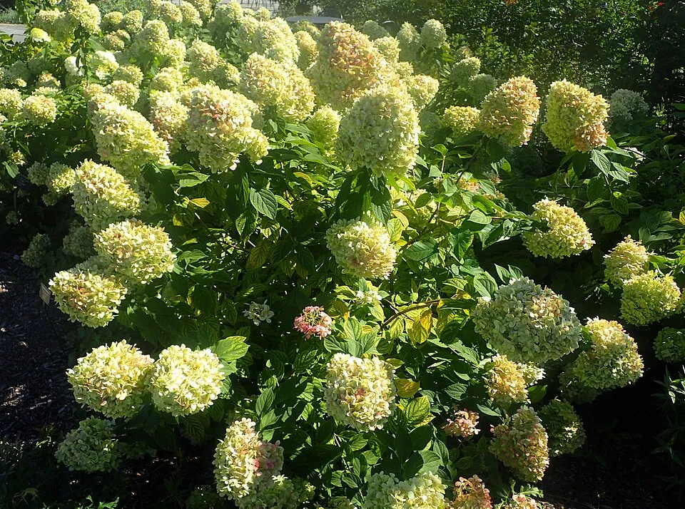 Lime színű bugás hortenzia / Hydrangea paniculata 'Limelight' ®
