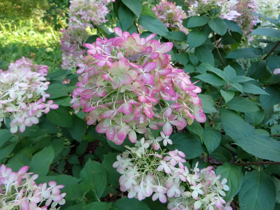 Lime színű bugás hortenzia / Hydrangea paniculata 'Limelight' ®
