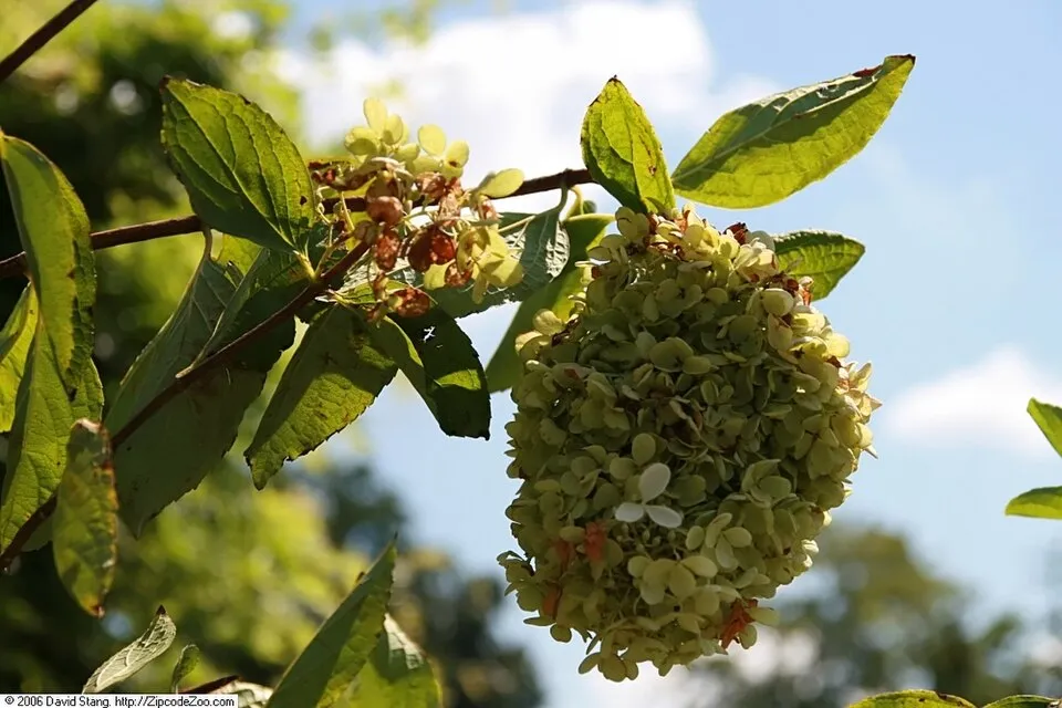 Fehér virágú, törpe növekedésű bugás hortenzia / Hydrangea paniculata 'Little Spooky' ®