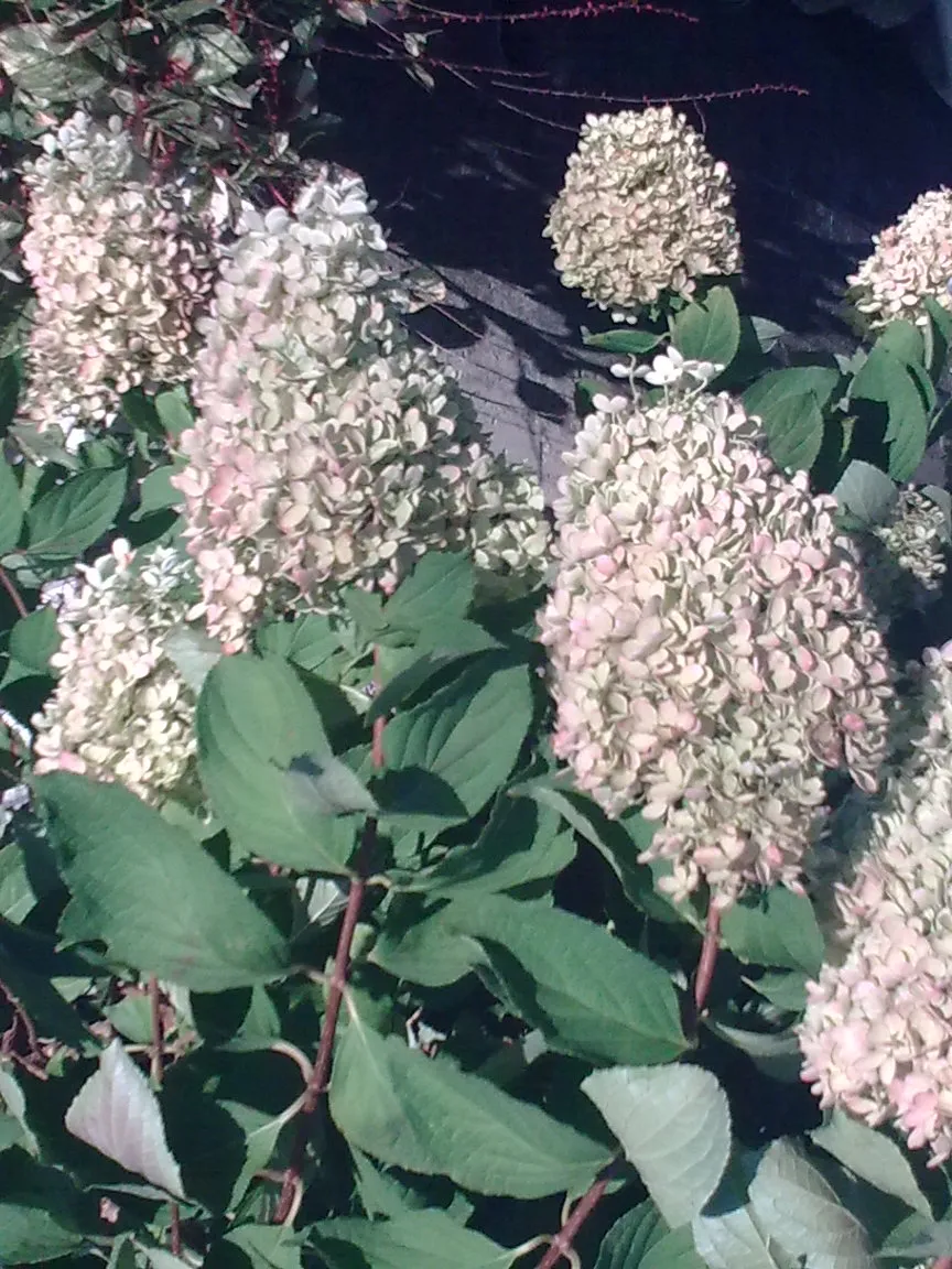 Fehér virágú, törpe növekedésű bugás hortenzia / Hydrangea paniculata 'Little Spooky' ®