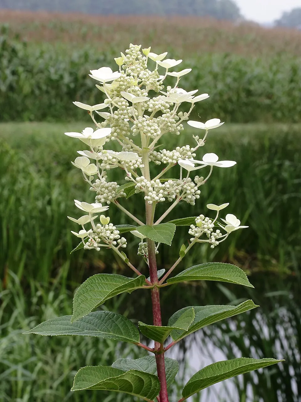Fehér virágú, törpe növekedésű bugás hortenzia / Hydrangea paniculata 'Little Spooky' ®
