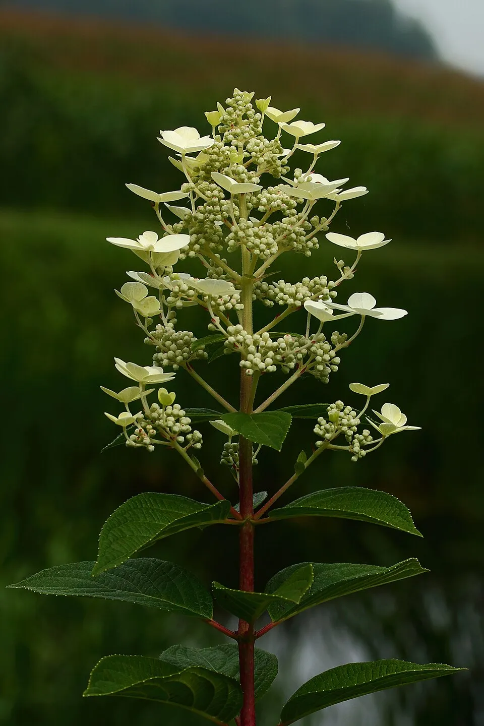 Fehér virágú, törpe növekedésű bugás hortenzia / Hydrangea paniculata 'Little Spooky' ®