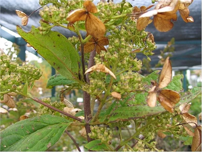 Fehér virágú, törpe növekedésű bugás hortenzia / Hydrangea paniculata 'Little Spooky' ®