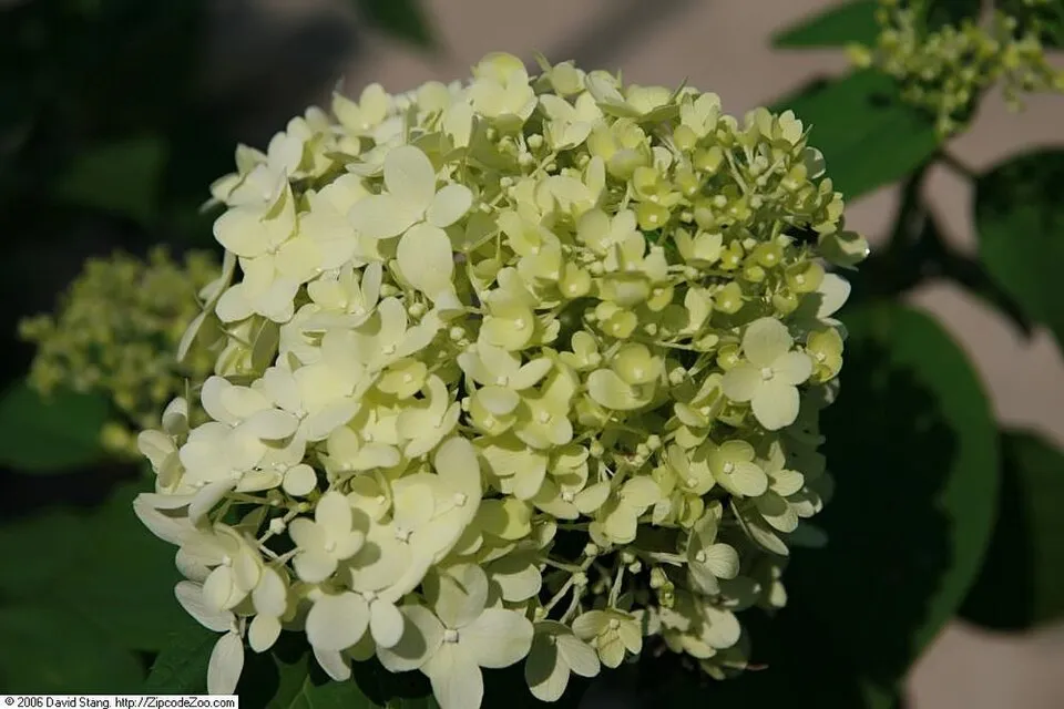 Fehér virágú, törpe növekedésű bugás hortenzia / Hydrangea paniculata 'Little Spooky' ®
