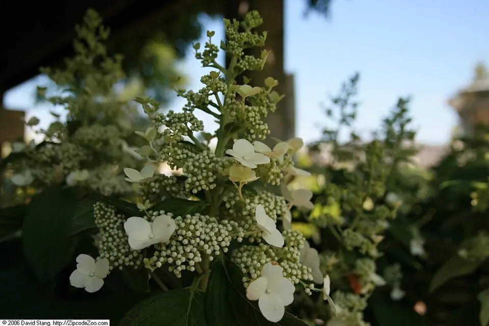 Fehér virágú, törpe növekedésű bugás hortenzia / Hydrangea paniculata 'Little Spooky' ®