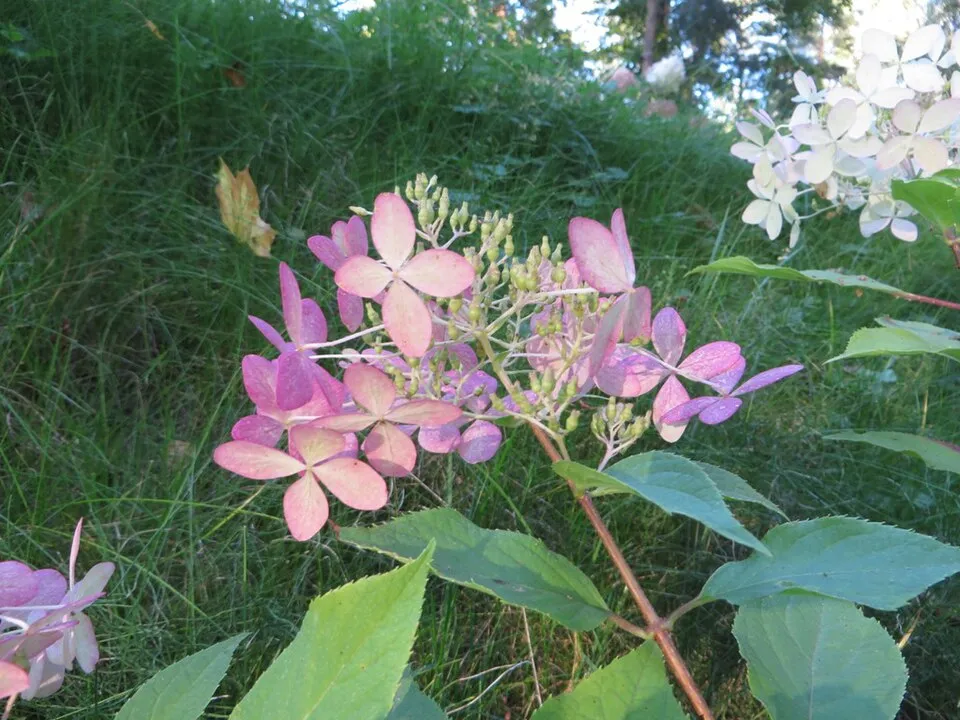 Fehér, óriás virágú bugás hortenzia / Hydrangea paniculata 'Phantom'