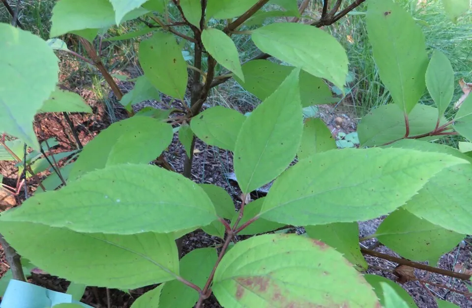 Fehér, óriás virágú bugás hortenzia / Hydrangea paniculata 'Phantom'