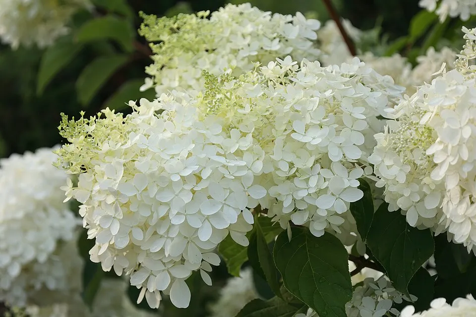 Fehér, óriás virágú bugás hortenzia / Hydrangea paniculata 'Phantom'
