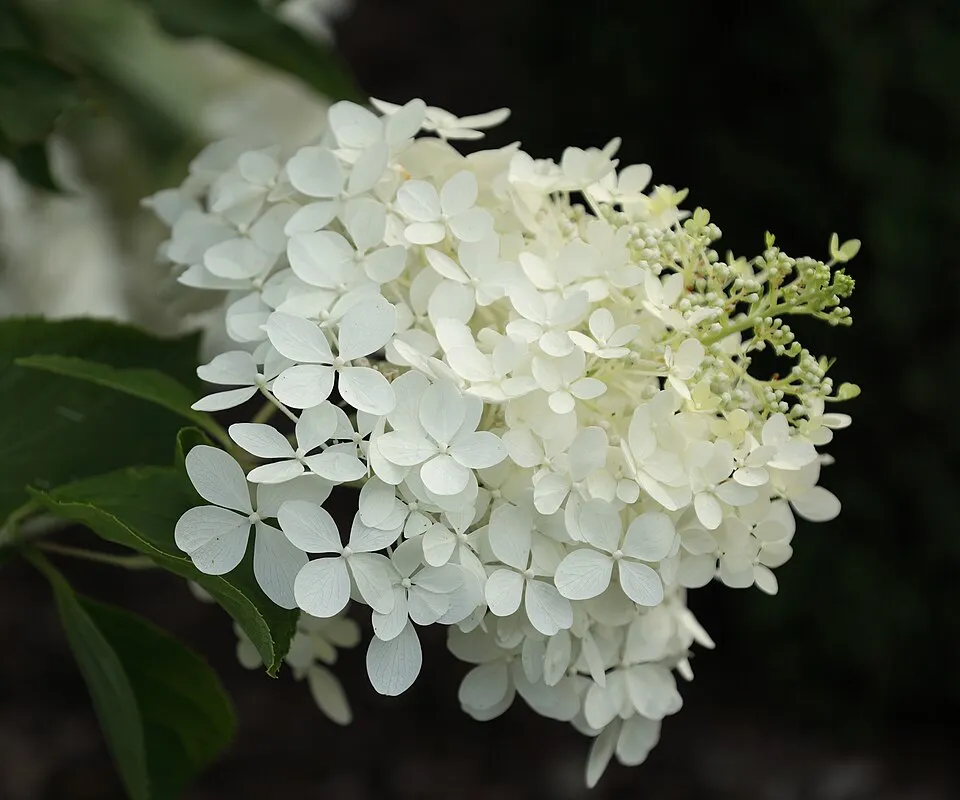 Fehér, óriás virágú bugás hortenzia / Hydrangea paniculata 'Phantom'