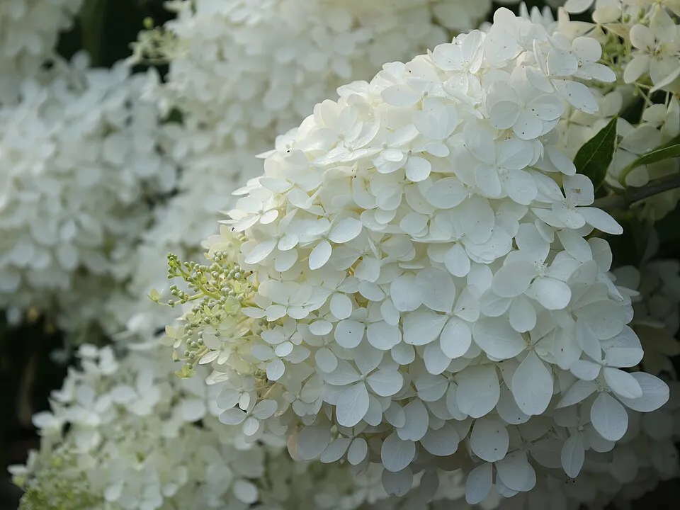 Fehér, óriás virágú bugás hortenzia / Hydrangea paniculata 'Phantom'