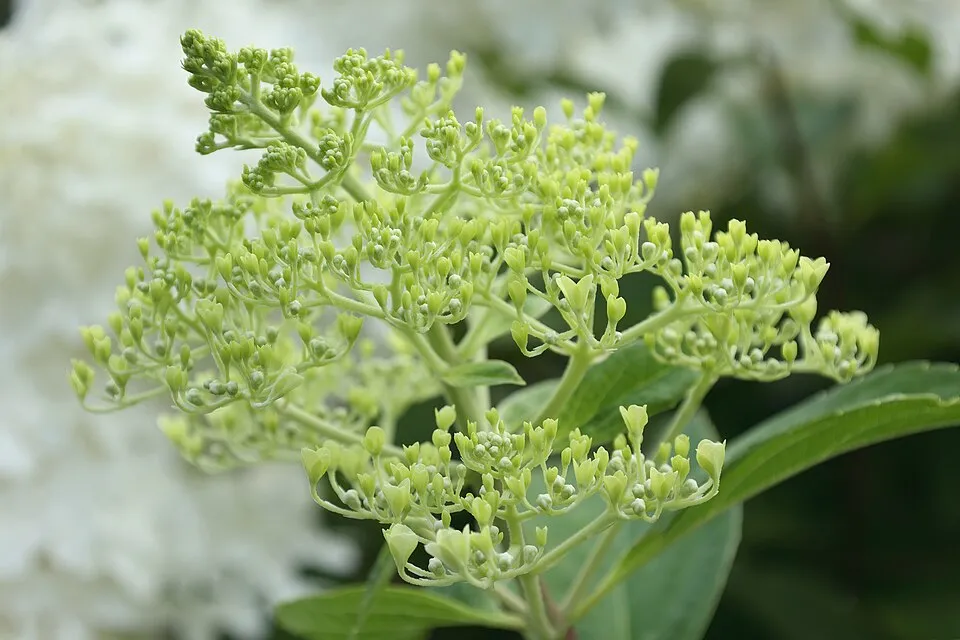 Fehér, óriás virágú bugás hortenzia / Hydrangea paniculata 'Phantom'