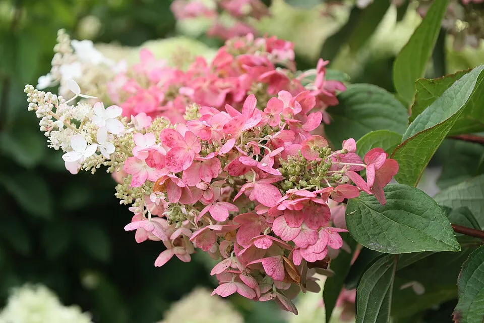 Rózsaszín virágú bugás hortenzia / Hydrangea paniculata 'Pinky-Winky' ®