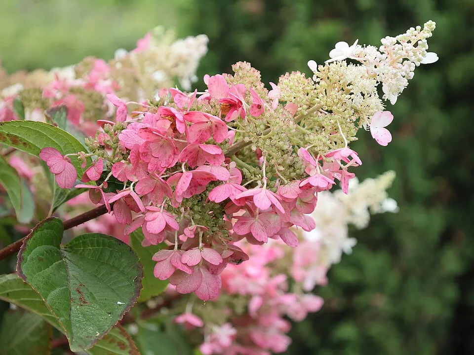 Rózsaszín virágú bugás hortenzia / Hydrangea paniculata 'Pinky-Winky' ®