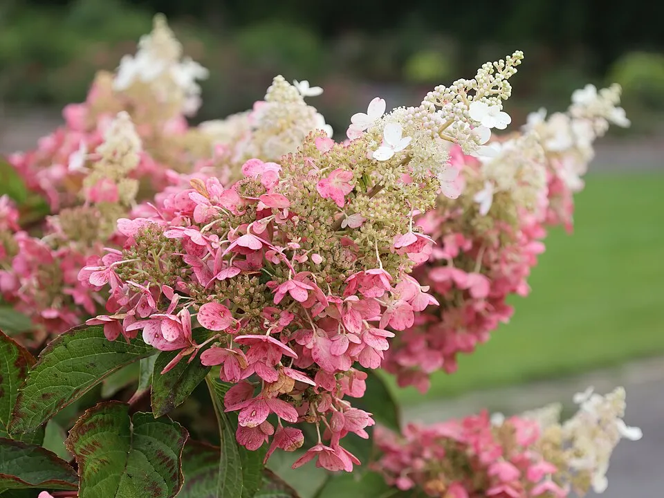 Rózsaszín virágú bugás hortenzia / Hydrangea paniculata 'Pinky-Winky' ®