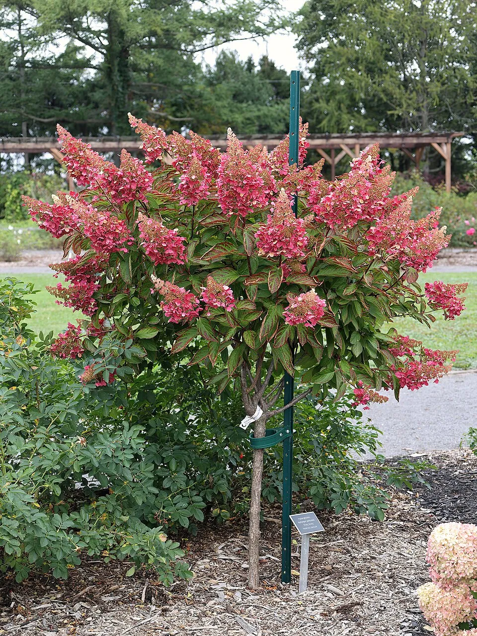 Rózsaszín virágú bugás hortenzia / Hydrangea paniculata 'Pinky-Winky' ®