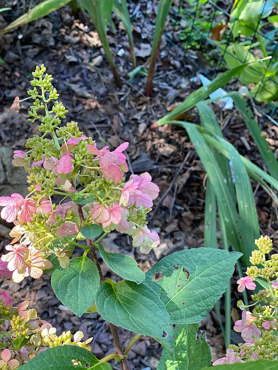 Rózsaszín virágú bugás hortenzia / Hydrangea paniculata 'Pinky-Winky' ®
