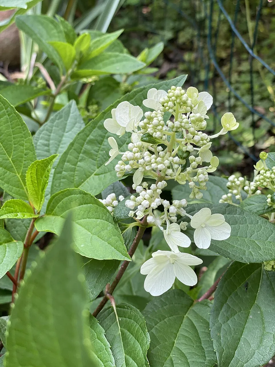 Rózsaszín virágú bugás hortenzia / Hydrangea paniculata 'Pinky-Winky' ®