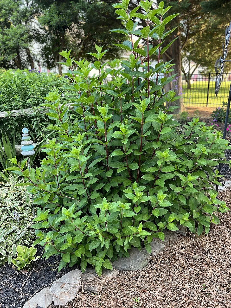 Rózsaszín virágú bugás hortenzia / Hydrangea paniculata 'Pinky-Winky' ®