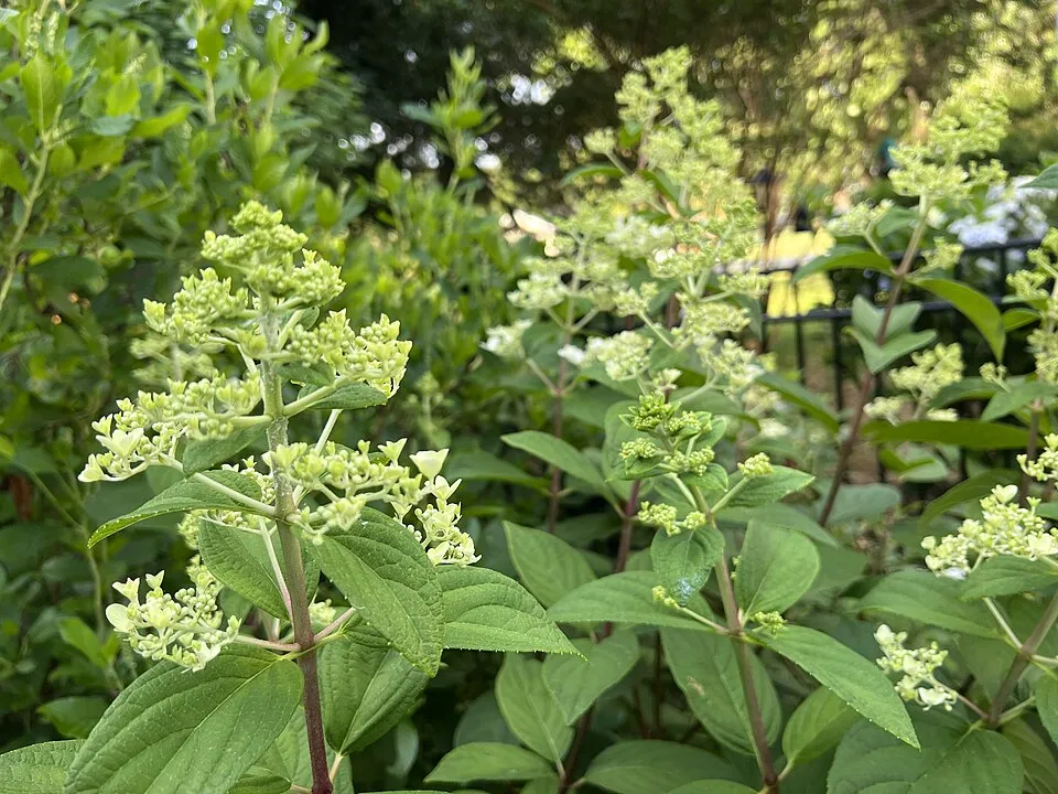 Rózsaszín virágú bugás hortenzia / Hydrangea paniculata 'Pinky-Winky' ®