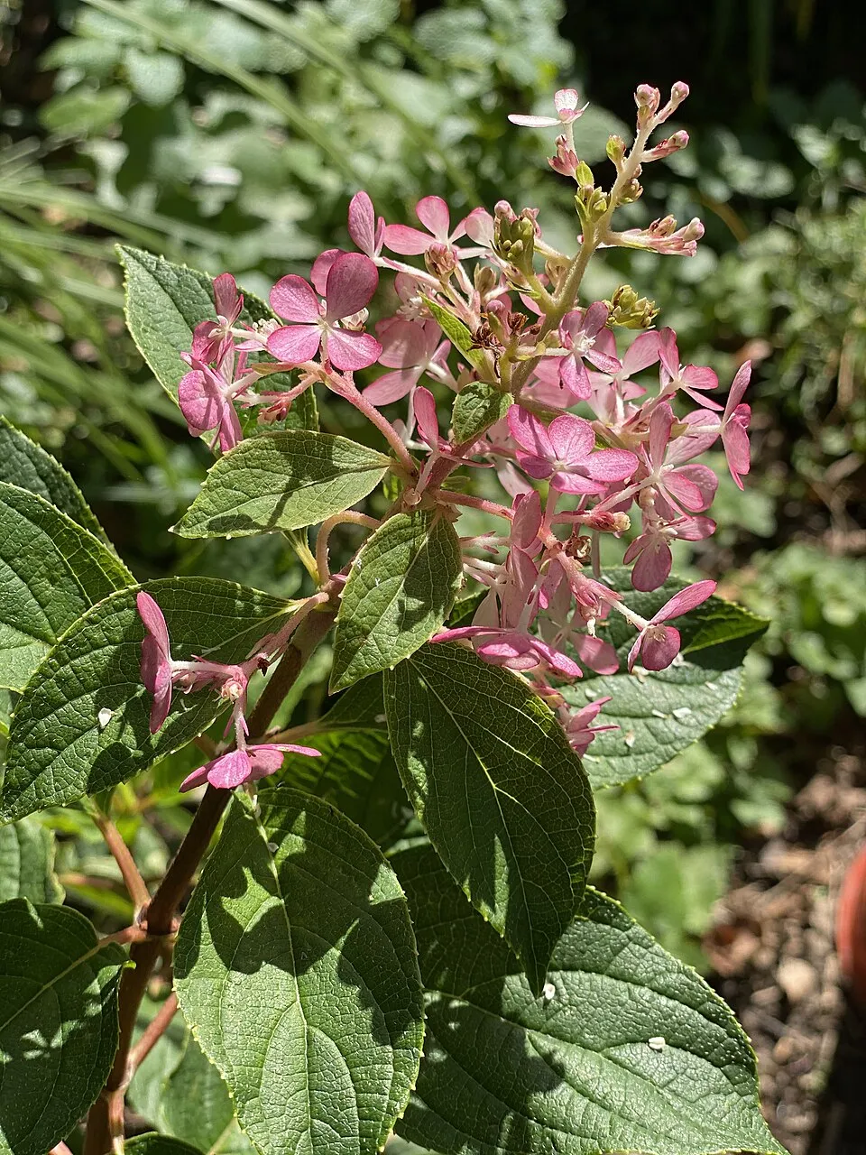 Rózsaszín virágú bugás hortenzia / Hydrangea paniculata 'Pinky-Winky' ®