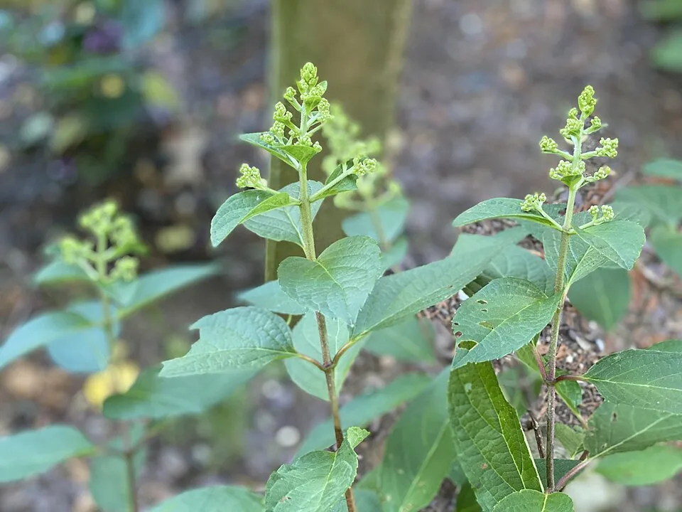 Rózsaszín virágú bugás hortenzia / Hydrangea paniculata 'Pinky-Winky' ®