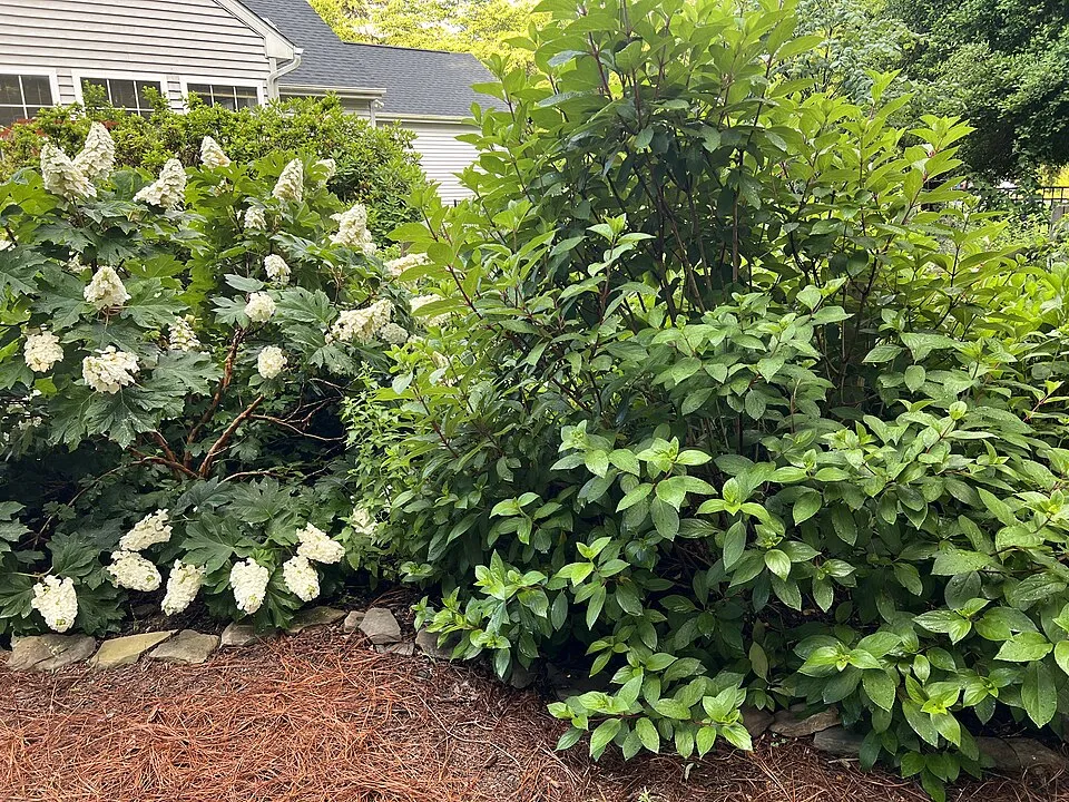 Rózsaszín virágú bugás hortenzia / Hydrangea paniculata 'Pinky-Winky' ®