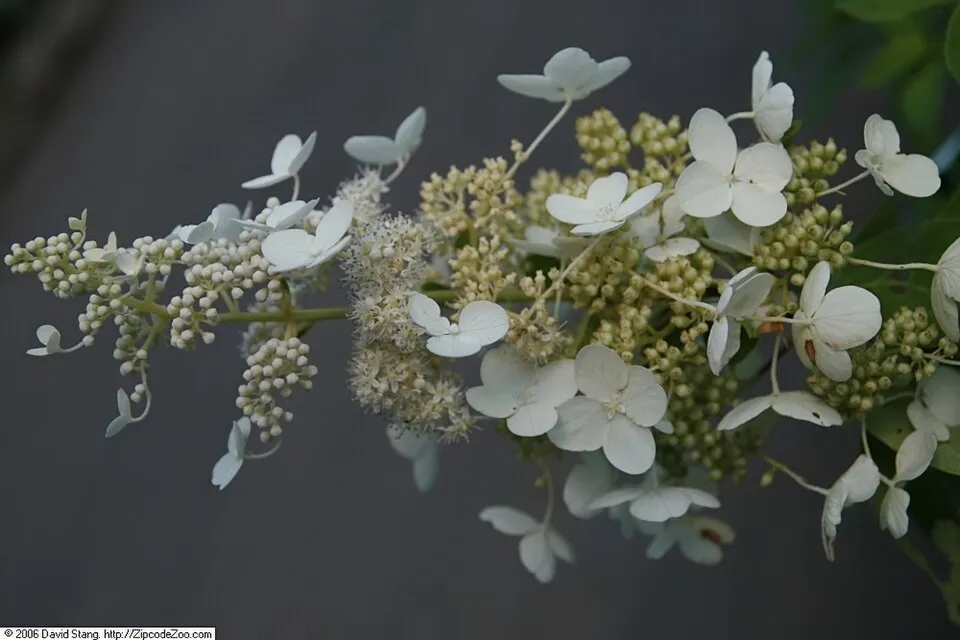 Fehér virágú, kúp alakú, bugás hortenzia / Hydrangea paniculata 'Polar Bear' ®