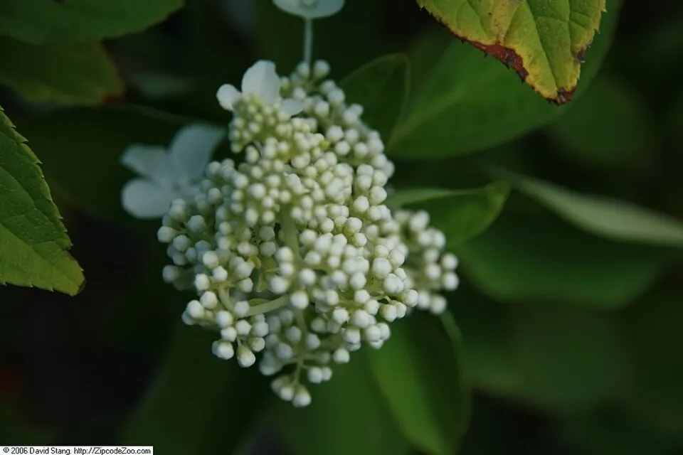 Fehér virágú, kúp alakú, bugás hortenzia / Hydrangea paniculata 'Polar Bear' ®