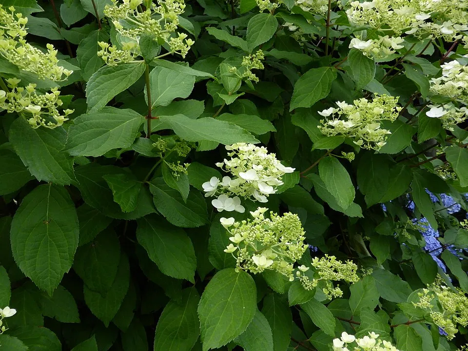 Fehér virágú bugás hortenzia / Hydrangea paniculata 'Unique'