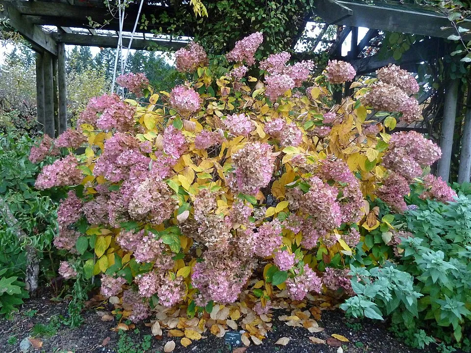 Fehér virágú bugás hortenzia / Hydrangea paniculata 'Unique'