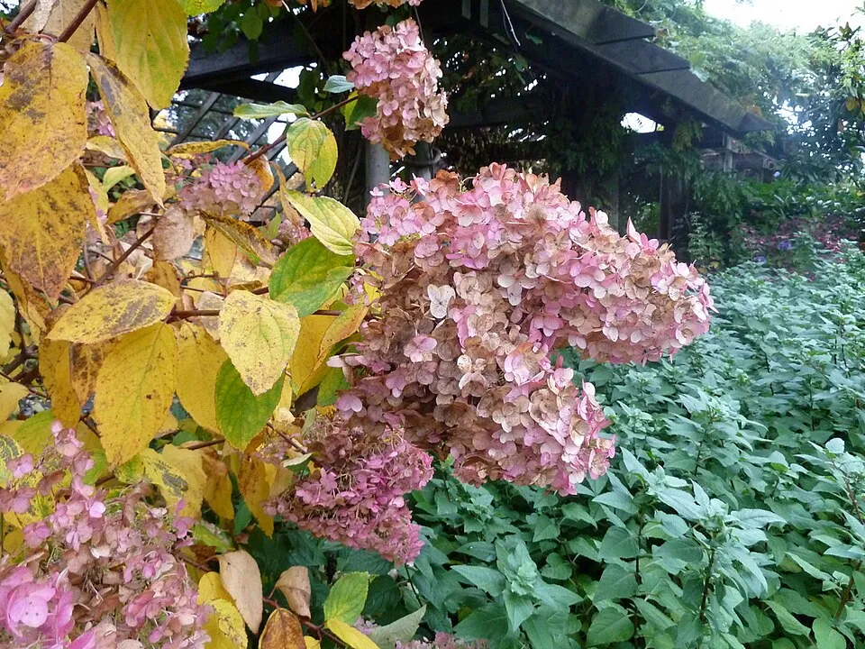 Fehér virágú bugás hortenzia / Hydrangea paniculata 'Unique'
