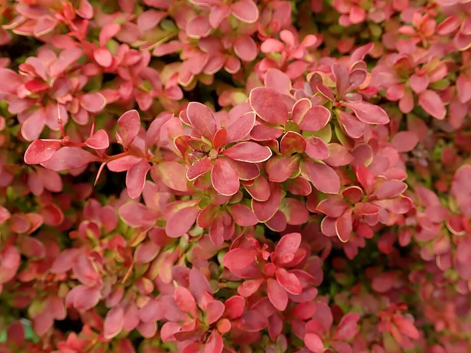 Piros levelű, sárga levélszélű, törpe japán vérborbolya / Berberis thunbergii 'Admiration' ®