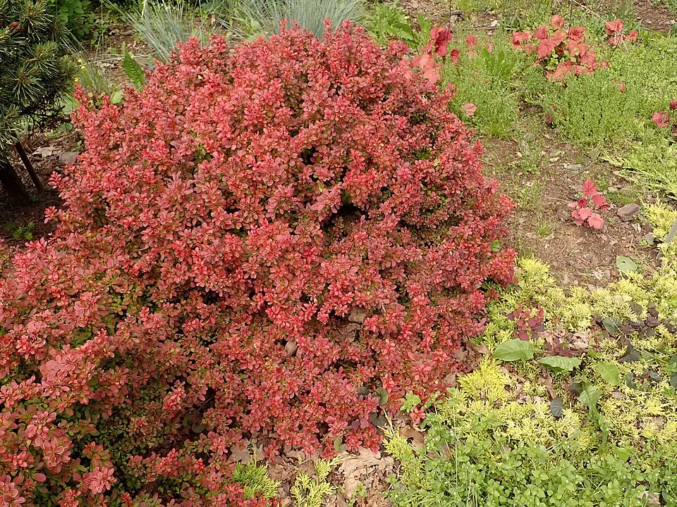 Piros levelű, sárga levélszélű, törpe japán vérborbolya / Berberis thunbergii 'Admiration' ®