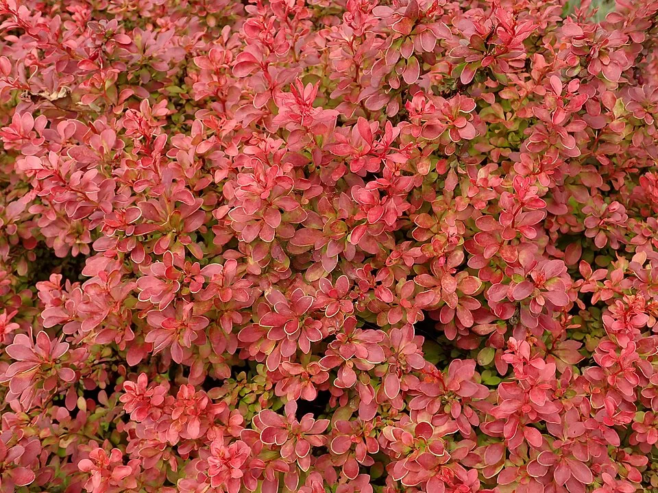 Piros levelű, sárga levélszélű, törpe japán vérborbolya / Berberis thunbergii 'Admiration' ®