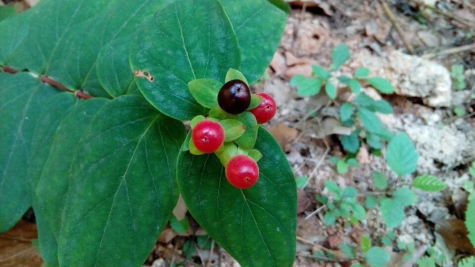 Bogyós orbáncfű / Hypericum androsaemum