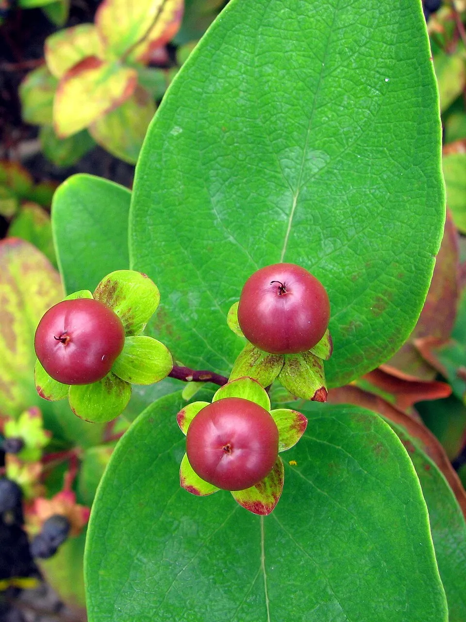 Bogyós orbáncfű / Hypericum androsaemum