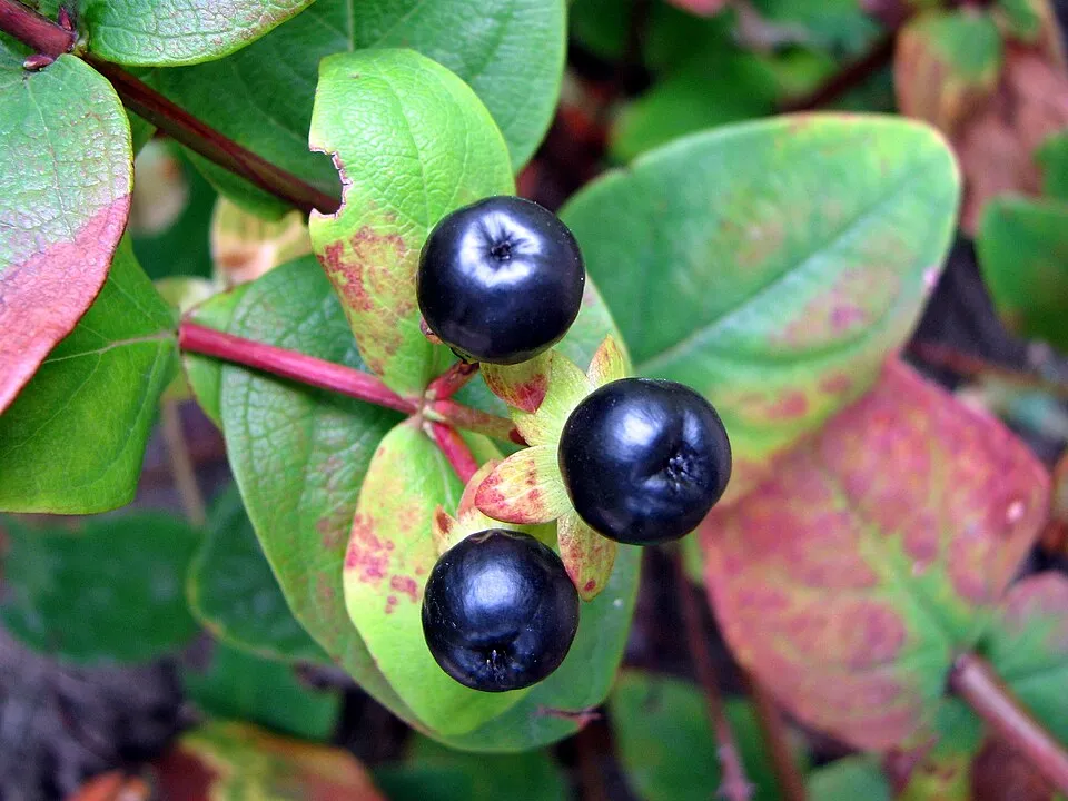 Bogyós orbáncfű / Hypericum androsaemum