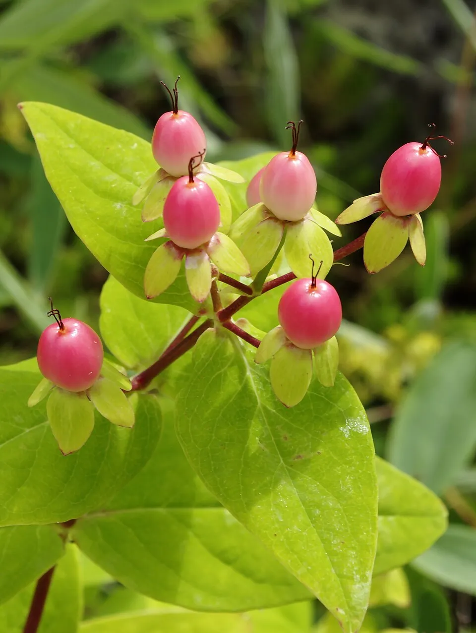 Bogyós orbáncfű / Hypericum androsaemum