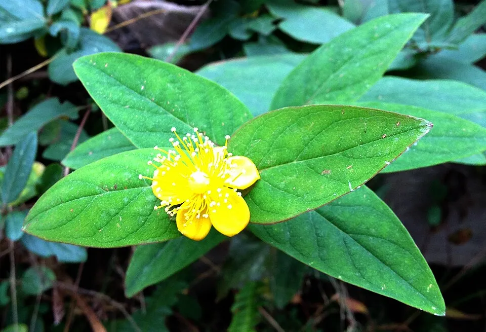 Bogyós orbáncfű / Hypericum androsaemum