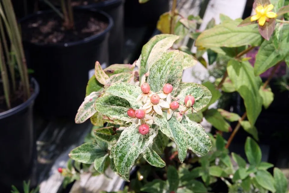 Bogyós orbáncfű / Hypericum androsaemum