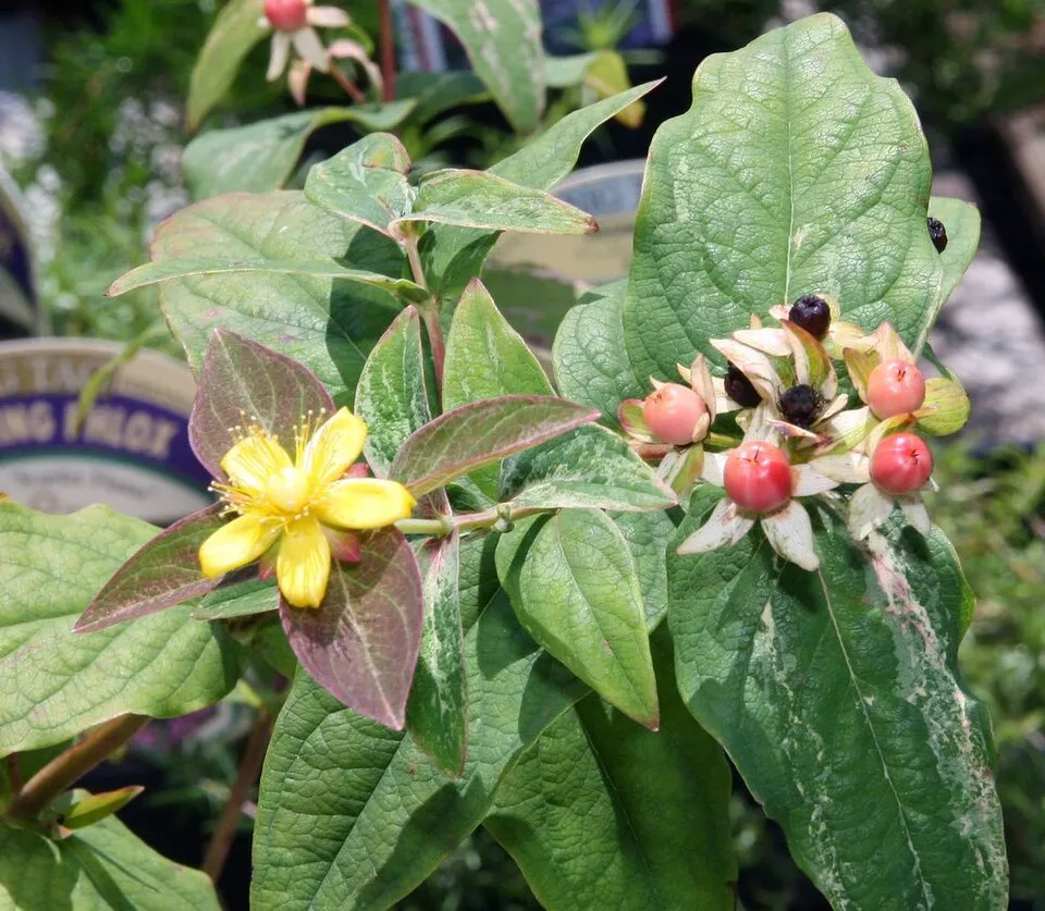 Bogyós orbáncfű / Hypericum androsaemum