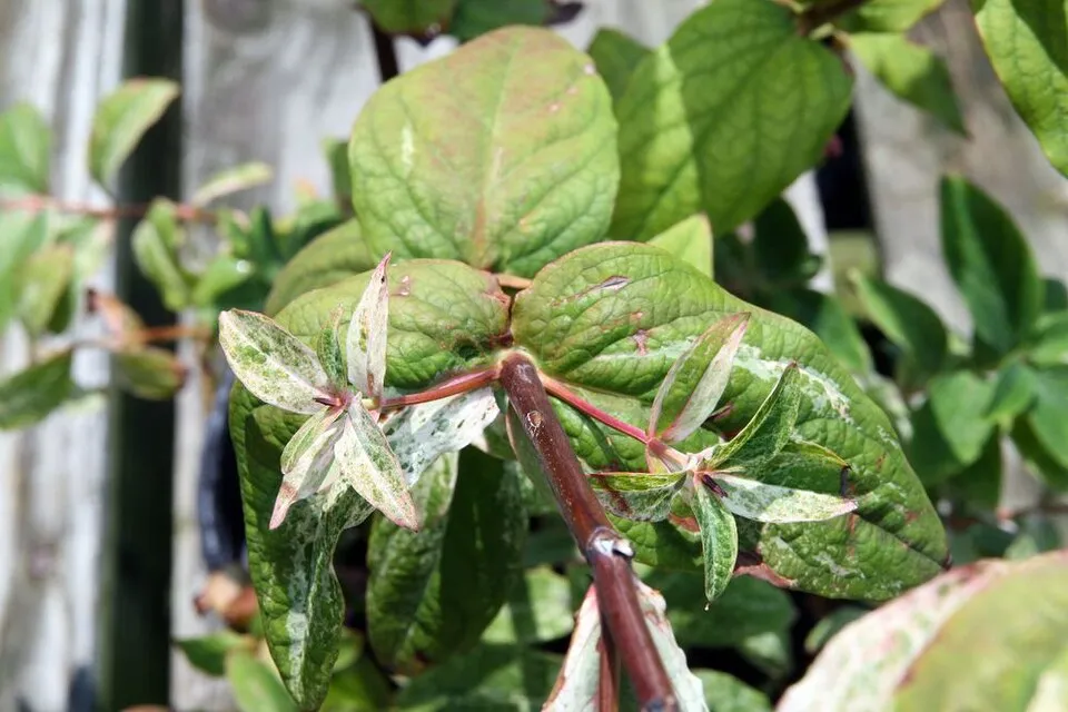 Bogyós orbáncfű / Hypericum androsaemum