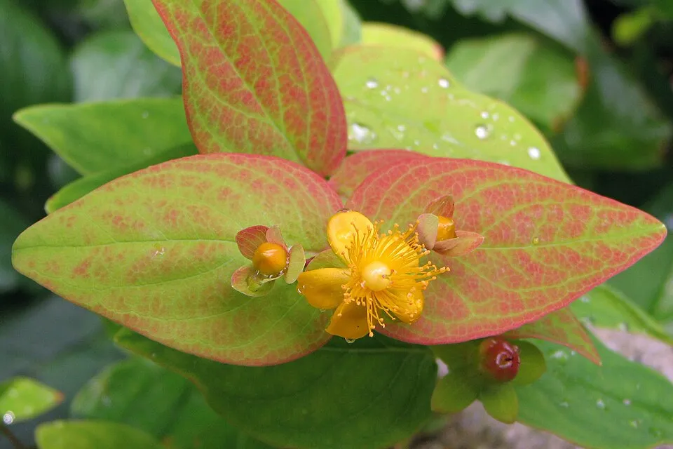 Bogyós orbáncfű / Hypericum androsaemum