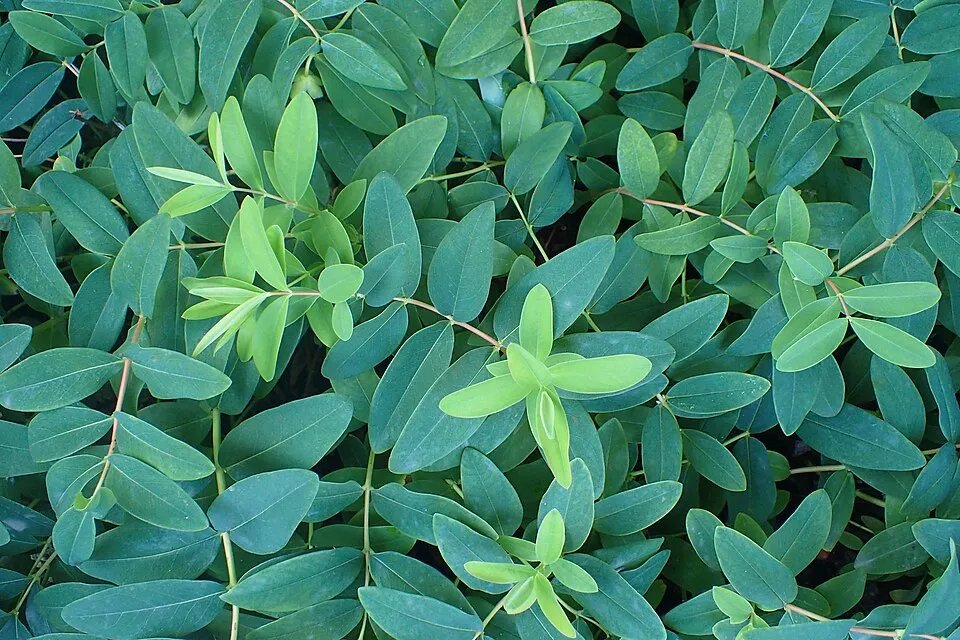 Örökzöld orbáncfű / Hypericum calycinum