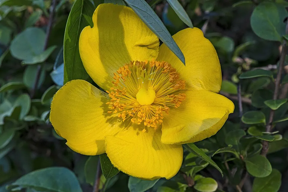 Örökzöld orbáncfű / Hypericum calycinum