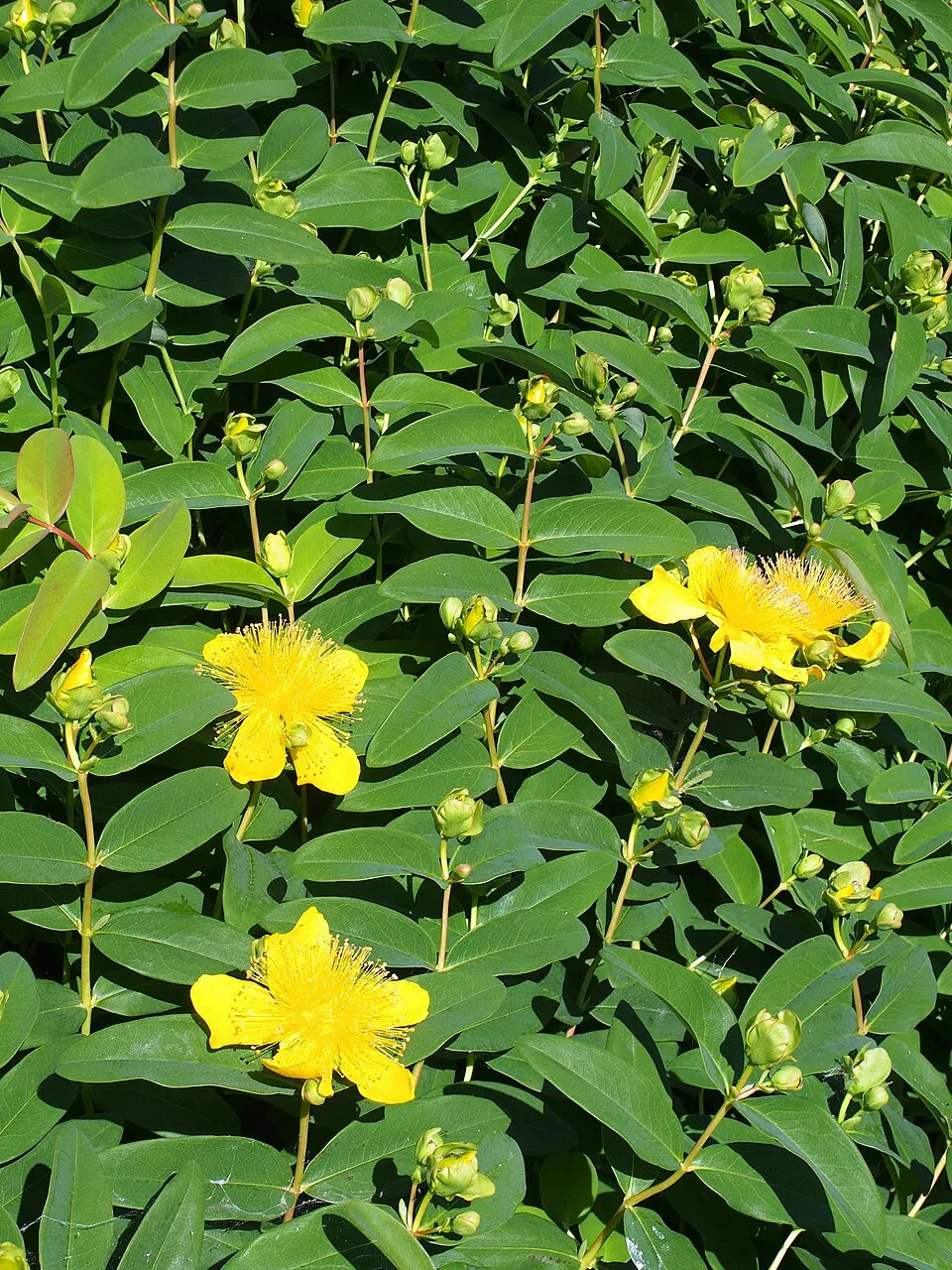 Örökzöld orbáncfű / Hypericum calycinum
