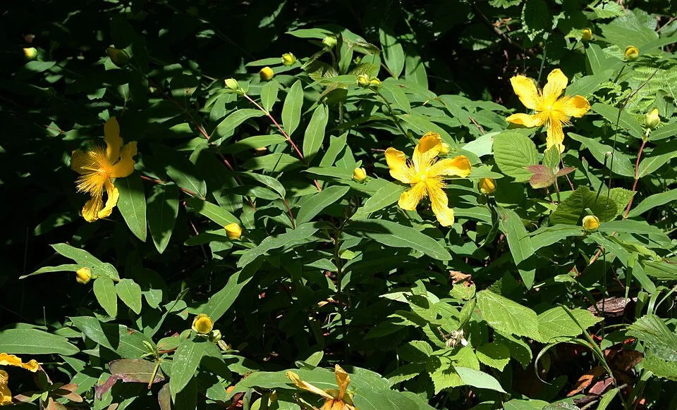 Örökzöld orbáncfű / Hypericum calycinum