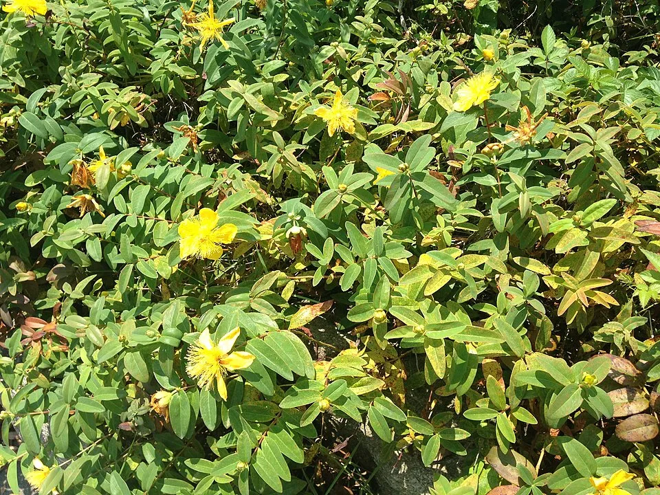 Örökzöld orbáncfű / Hypericum calycinum
